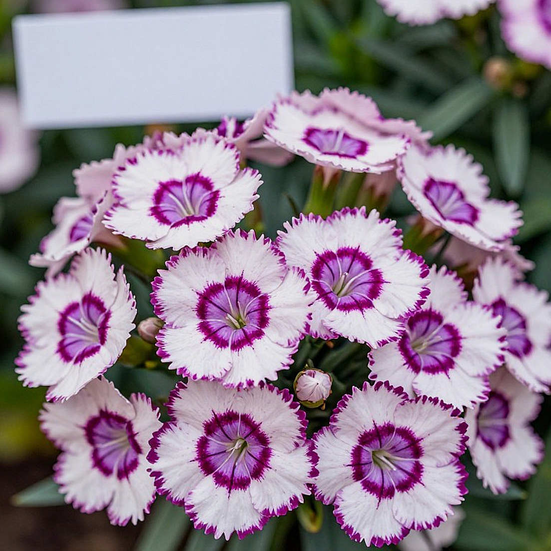 VR Taekwondo: Khi một nữ võ sĩ Việt Nam bước vào sàn đấu không có hạng cân